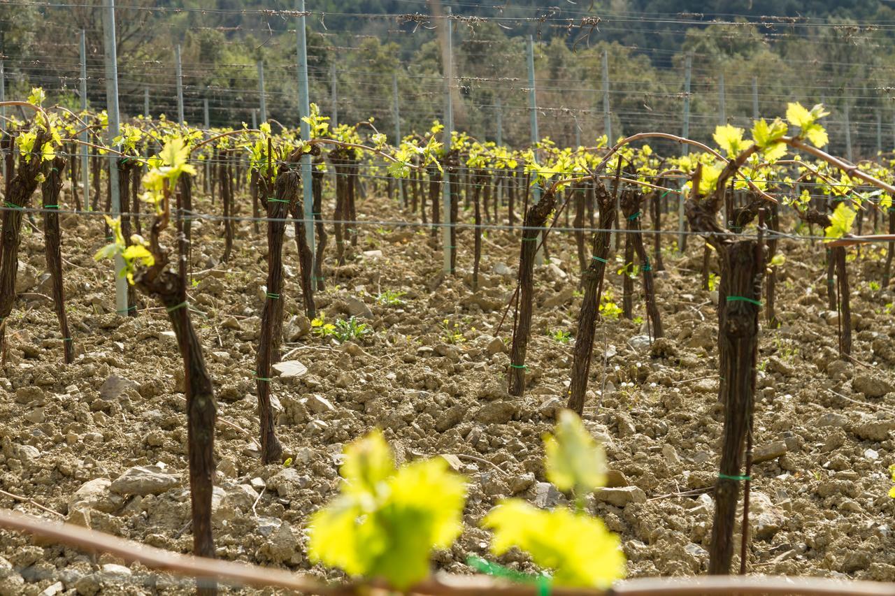 Agriturismo Piemaggino Castellina in Chianti Ngoại thất bức ảnh